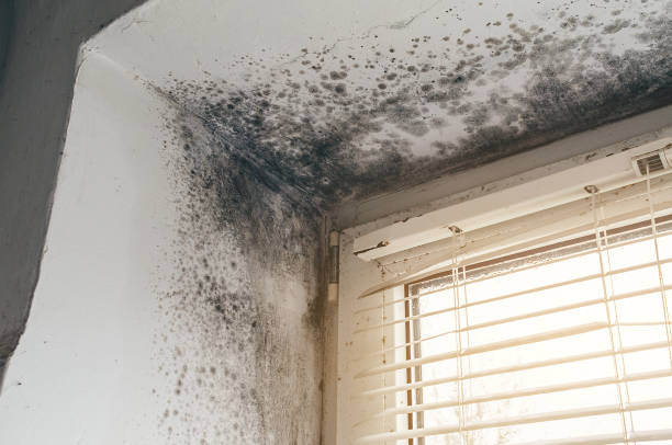 Trusted Bathroom Mold Removal service in Kalamazoo, MI - Cheap Mold Removal