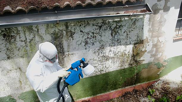 Trusted Mold Testing service in Kalamazoo, MI - Cheap Mold Removal
